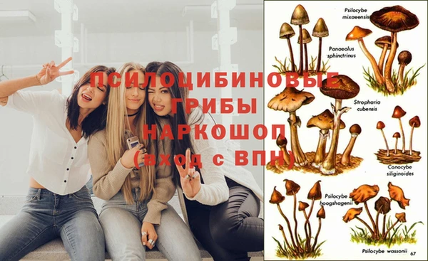 индика Абаза