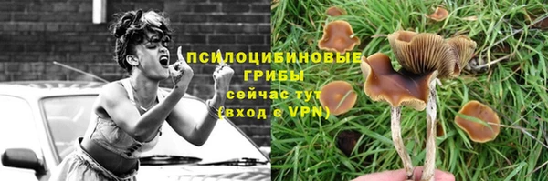 индика Абаза